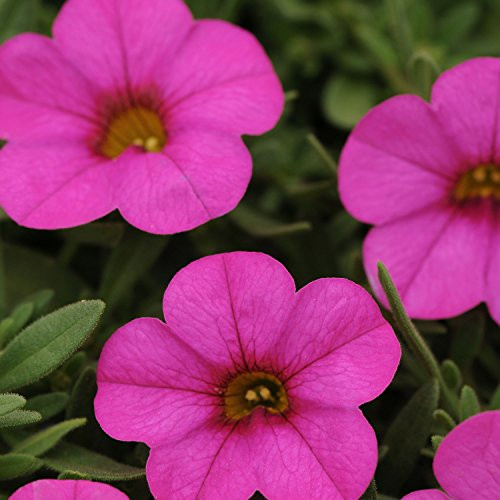 Outsidepride Pink Calibrachoa Flower Seeds _ 20 Seeds