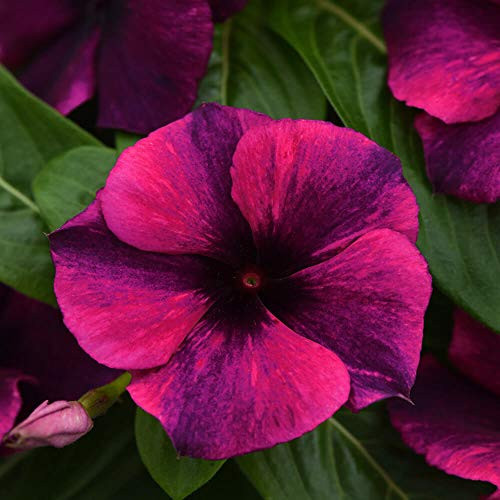 Outsidepride Tattoo Black Cherry Vinca Ground Cover Seed _ 100 Seeds