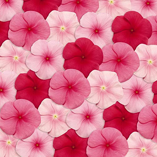 Outsidepride Vinca Pacifica XP Lipstick Flower Seed Mix _ 200 Seeds