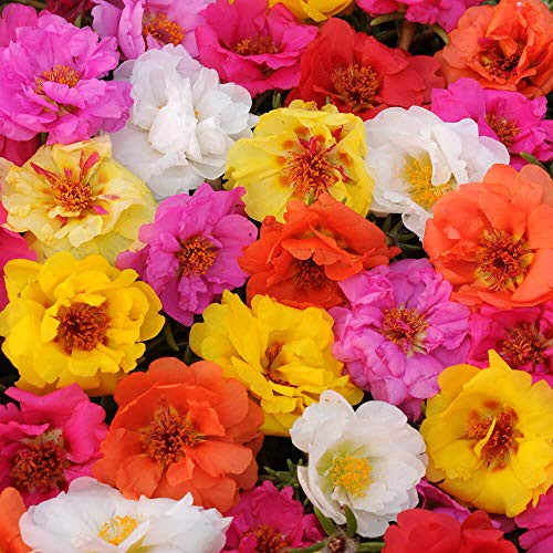 Outsidepride Portulaca Moss Rose Happy Trails Ground Cover Plant Seed Mix _ 500 Seeds