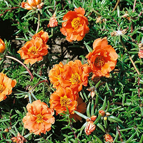 Outsidepride Portulaca Moss Rose Sundial Tangerine Ground Cover Plant Seed _ 500 Seeds