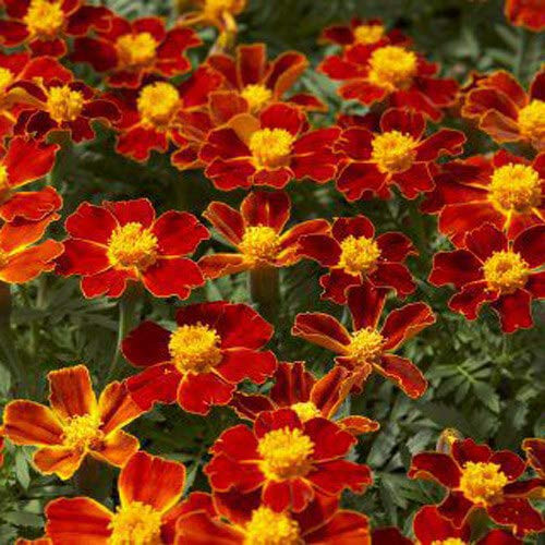 Outsidepride Tagetes Patula Disco Red French Marigold Flower Seed _ 400 Seeds