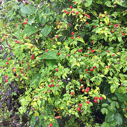 Wiri Wiri Pepper _25 Seeds _ Very Hard to Find _ C. Frutescens _ From Guyana Wiri Wiri Pepper _25 Seeds _ Very Hard to Find _ C. Frutescens _ From Guyana