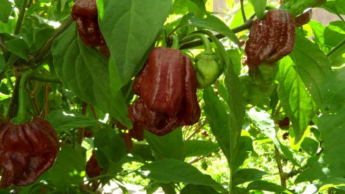 Trinidad 7 Pot Douglah_Chocolate 7 Pot 10 Plus  Seeds