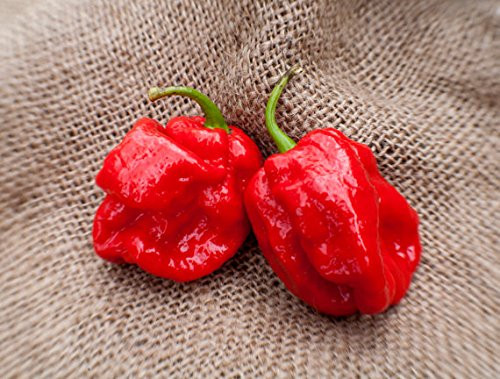 7Pot 7 Pod Red Trinidad Chile Heirloom Pepper Premium Seed Packet  Plus  More