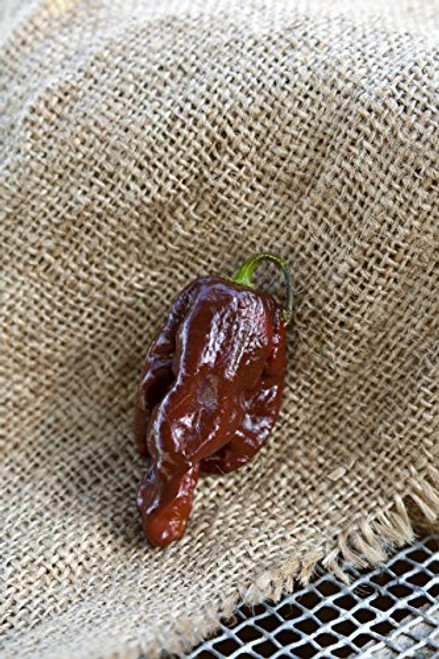 Douglah Chocolate 7Pot Heirloom Pepper Premium Seed Packet Plus More Douglah Chocolate 7Pot Heirloom Pepper Premium Seed Packet Plus More