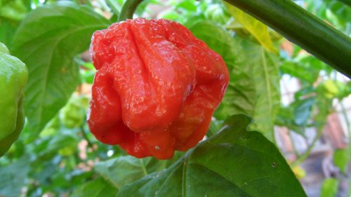 Trinidad 7 Pot Jonah Hot Pepper 10 Plus  Seeds inch Rare inch