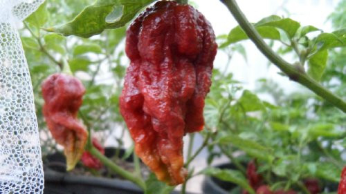 Trinidad 7 Pot Madballz Pepper 10 Plus  Seeds