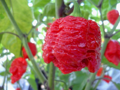 7 Pot Brainstrain Hot Pepper 10 Plus  Seeds