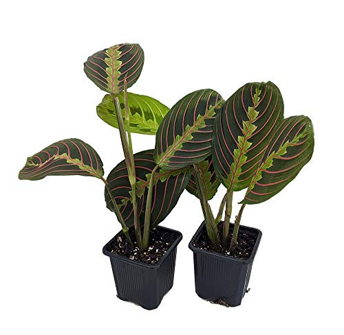 Hirt's Red Prayer Plant _ 2 Pack _ Maranta _ Easy to Grow House Plant _ 3 inch  Pots