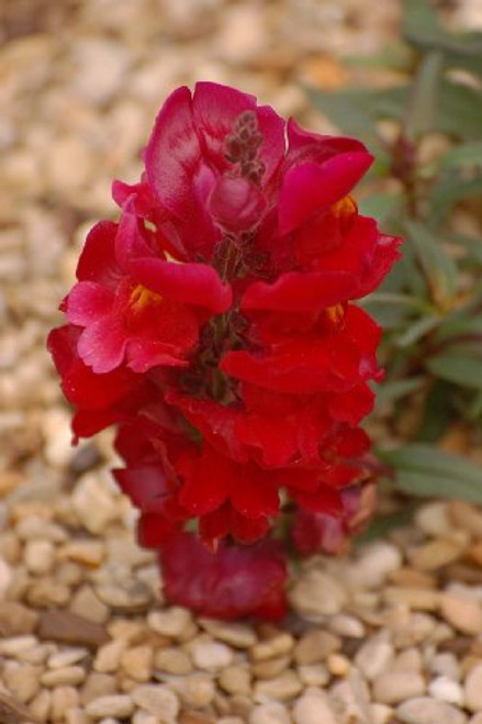250 Ruby RED Snapdragon Antirrhinum Majus Flower SeedsComb S H 250 Ruby RED Snapdragon Antirrhinum Majus Flower SeedsComb S H