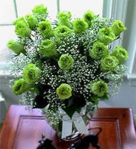 5 GREEN ROSE Rosa Bush Shrub Perennial Flower SeedsComb S H