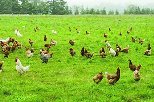 Intermountain West Poultry Pasture Blend _1000 sq ft_