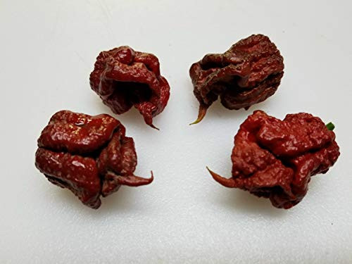 7 Pot Primo Chocolate Pepper 10 Plus  Seeds