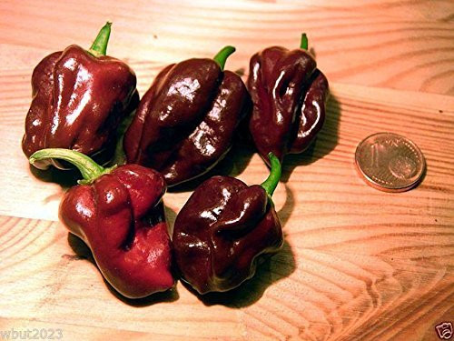 Jamaican Chocolate Habanero Pepper Seed_A.K.A.Jamaican Hot Chocolate_Black Congo_10 Seeds_ Jamaican Chocolate Habanero Pepper Seed_A.K.A.Jamaican Hot Chocolate_Black Congo_10 Seeds_