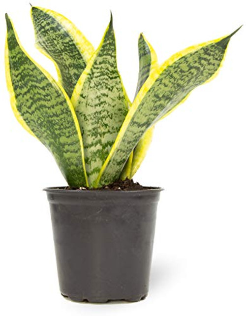 Altman Plants_ Live Snake Plant_ Sansevieria trifasciata Superba_ Fully Rooted Indoor House Plant in Pot_ Mother in Law Tongue Sansevieria Plant_ Potted Succulent Plant_ Houseplant in Potting Soil