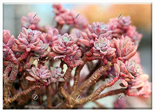 Triple Blank Wall Plate Cover _ A Fleshy Plant Fleshy In This Cactus Garden Flowers 7
