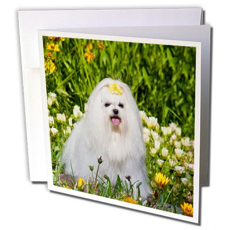 3dRose USA, California. Maltese Sitting, White Flowers Greeting Cards, 6" x 6", Set of 12 (gc_192366_2)