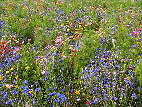 Nature's Seed Northwest Wildflower Blend_ 500 sq. ft. Nature's Seed Northwest Wildflower Blend_ 500 sq. ft.