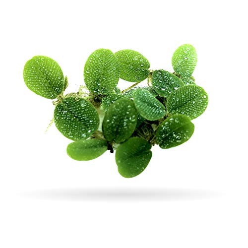 50 Plus  Leaf Water Spangles _ Plus Mystery Plant_ Salvinia Minima Aquarium Floating Plant