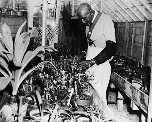 Historical Prints Express George Washington Carver_ 10 inch x 8 inch _ B and W Photo Art Print Historical Prints Express George Washington Carver_ 10 inch x 8 inch _ B and W Photo Art Print