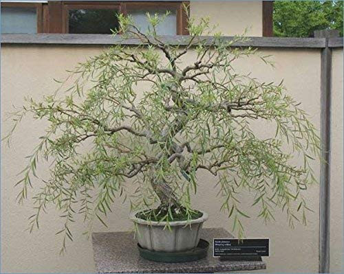Bonsai Tree Dragon Willow _ Thick Trunk Cutting _ Indoor Outdoor Live Bonsai Tree _ Old Mature Look Fast _ Ships from Iowa_ USA