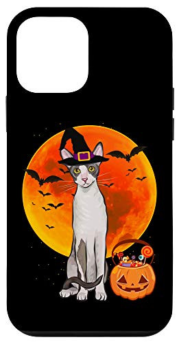 iPhone 12 mini Cat Halloween Cornish Rex Jack O Lantern Pumpkin Case