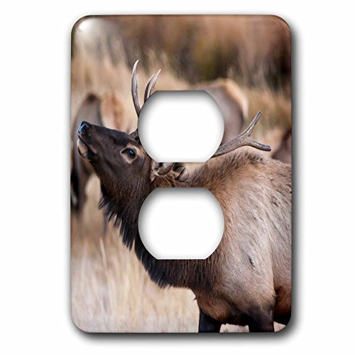 3dRose LSP_206226_6 USA, Colorado, Estes Park, Rocky Mountain NP, Bull Elk or Wapiti 2 Plug Outlet Cover