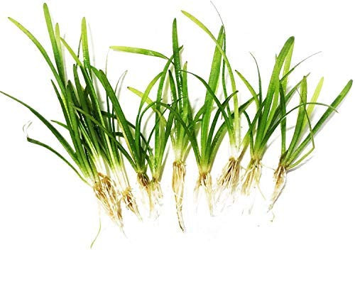 Planterest _ 10 x Dwarf Sagittaria Subulata Pusillus Clump Freshwater Live Aquarium Plant BUY2GET1FREE
