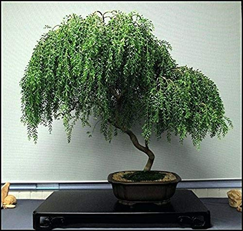 Bonsai Dwarf Weeping Willow Tree _ Thick Trunk Cutting _ Indoor Outdoor Live Bonsai Tree _ Old Mature Look Fast _ Ships from Iowa_ USA