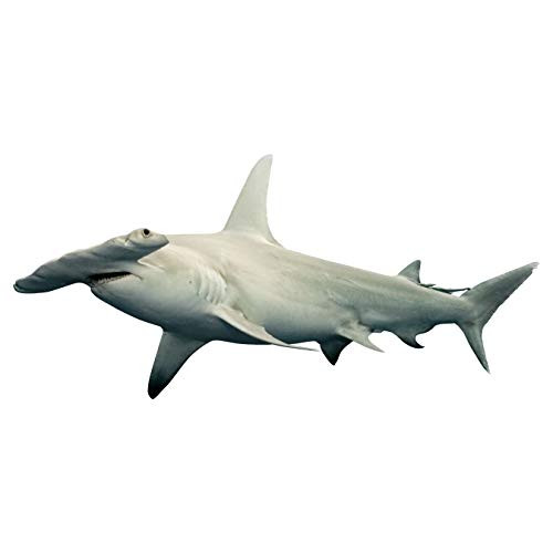 artmuseumprints Hammerhead Shark Wall Decals _ Vinyl Ocean Animals Stickers _ NA02 _14 inch  H X 24 inch  W_