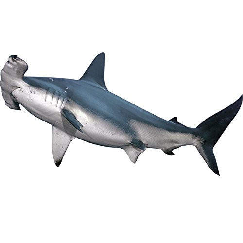 VWAQ Hammerhead Shark Wall Decal Realistic Shark Stickers Peel and Stick Mural PAS7 _13 inch  H X 24 inch  W_