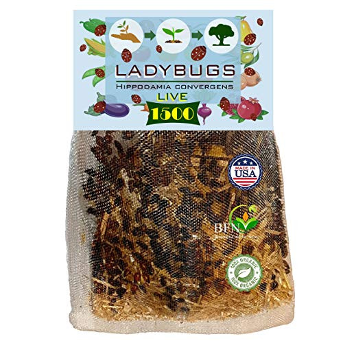 Clark and Co Organic 1500 Live Ladybugs _ Good Bugs for Garden _ Pre_Fed Hippodamia Convergens _ Guaranteed Live Delivery!