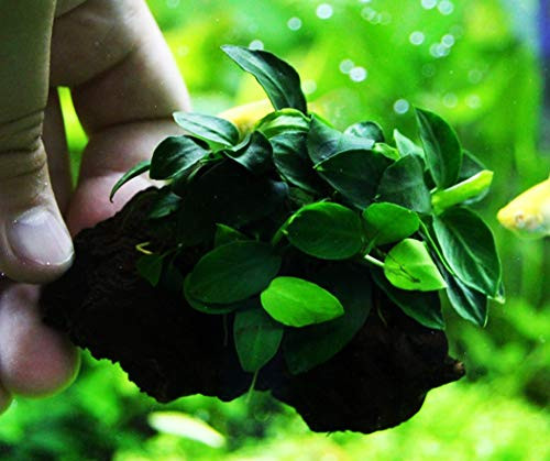 Mainam _1 Pack_ Anubias Nana Petite on Nano Driftwood Freshwater Live Aquarium Plants Decorations