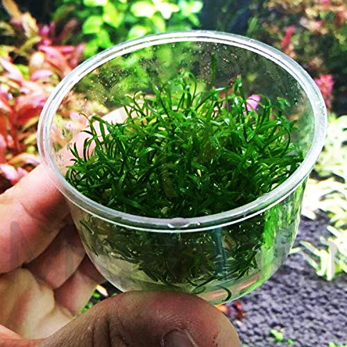 Mainam Cyrptocoryne Parva 100 Percent  Tissue Culture Easy Low_Light Freshwater Carpet Live Aquarium Plants Decorations 3 Days Live Guaranteed