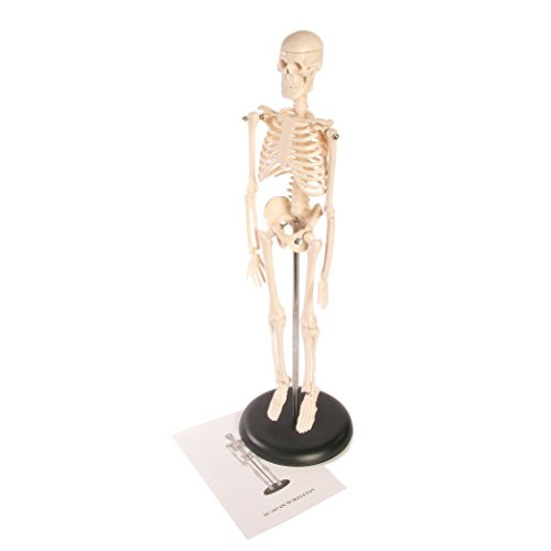 AMEP AEP71387 Skeleton Model, 17" Length, White