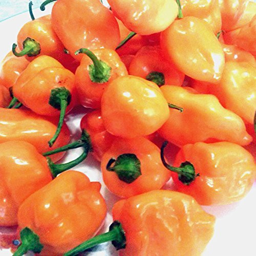 Fresh Habanero Chili Peppers _32 oz. _ 2 lb.__