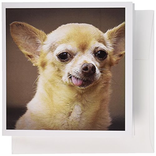 3dRose Toothless Chihuahua Dog Santa Fe New Mexico US32 JMR0502 Julien Mcroberts Greeting Cards, Set of 12 (gc_92682_2) 3dRose Toothless Chihuahua Dog Santa Fe New Mexico US32 JMR0502 Julien Mcroberts Greeting Cards, Set of 12 (gc_92682_2)