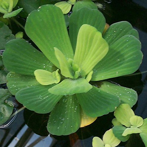 AquaLeaf Aquatics 3 Water Lettuce _ Easy Live Floating Pond Plants