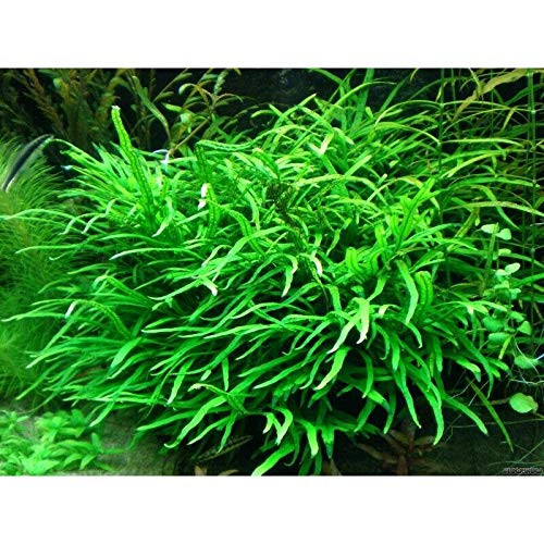 Microsorum Pteropus Trident Java Fern Live Aquarium Plant Freshwater _ Buy 2 Get 1 Microsorum Pteropus Trident Java Fern Live Aquarium Plant Freshwater _ Buy 2 Get 1