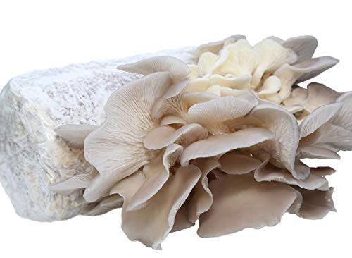 Oyster Mushroom Growing Kit Log Organic Non_GMO 3 lbs Log in Texas _ Grow Your own Delicious Organic Oyster Mushrooms at Home. Edible and Gourmet Mushroom. Gift