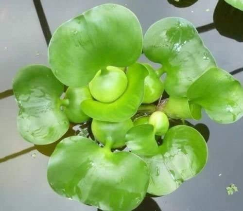 3 Water Hyacinth _ Floating Live Pond Plants