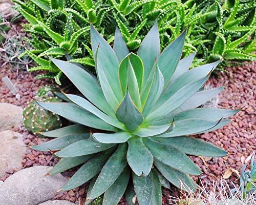 10 Seeds of Agave attenuata subsp. dentata_ Succulents_ Cacti_ Succulents Seed c
