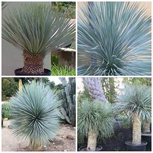 10 Seeds of Yucca rostrata_ Succulents_ Cacti_ Succulents Seed c