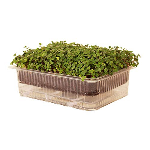 Re_usable Self_Watering Microgreens Growing Tray _ 2 Trays _ 7 inch  x 5.25 inch  Grow Tray_ 1.25 inch  Deep _ 2 Cup Water Reservoir Capacity _ Use Soil or Hydroponic _ Grow Micro Greens or Wheatgrass.