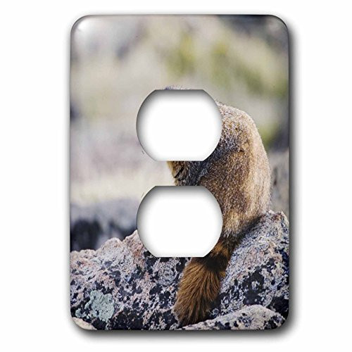 3dRose lsp_84655_6 Yellow-Bellied Marmot Wildlife, Rocky Mountain Np Na02 Rnu0850 Rolf Nussbaumer 2 Plug Outlet Cover