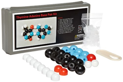 Molecular Models 14-TAP389 Double Helix Adenine Thymine Base Pair DNA Molecular Model Kit