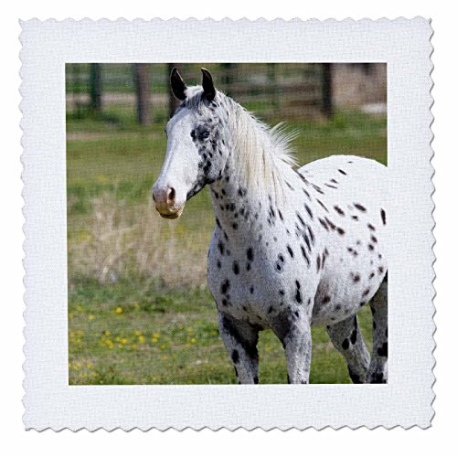3dRose qs_90018_7 Appaloosa Horse in Idaho _ US13 DFR0560 _ David R. Frazier _ Quilt Square_ 18 by 18_Inch