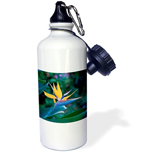 3dRose wb_89519_1"Bird of Paradise flower, Hawaii US12 DPB0046 Douglas Peebles" Sports Water Bottle, 21 oz, White