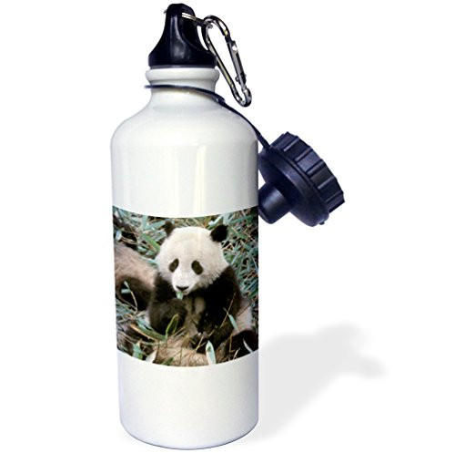3dRose wb_70220_1 "China, Chengdu, Panda Sanctuary, Panda bear-AS07 CMI0105 Cindy Miller Hopkins" Sports Water Bottle, 21 oz, White